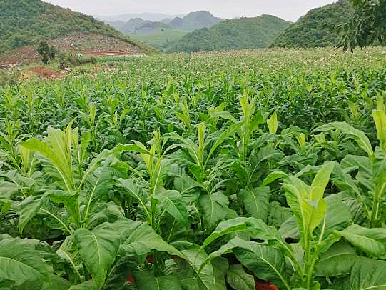 拼经济 丘北在行动 | 丘北新店:“四抓”精准发力,做足产业富民文章