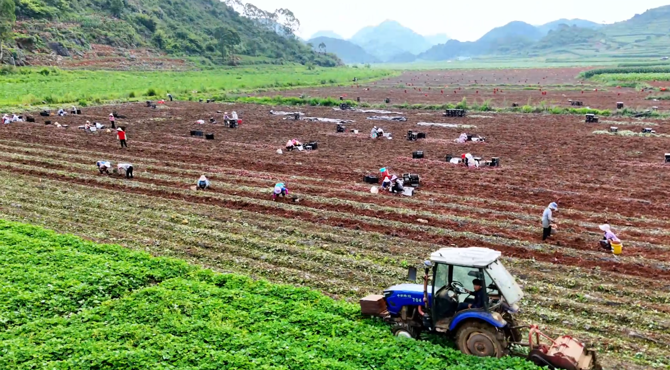 广南珠琳镇5000亩红薯喜获丰收 订单农业托底销路不愁