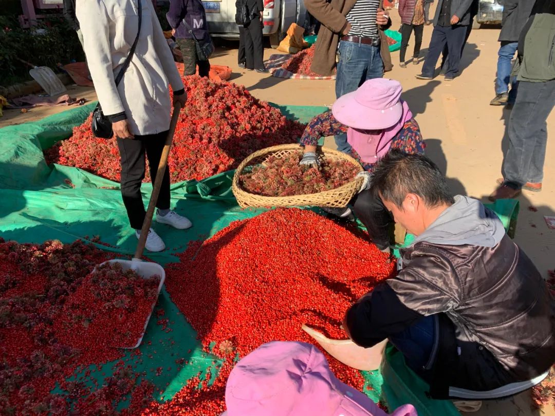 三七红籽上市，最高28至35元一斤！