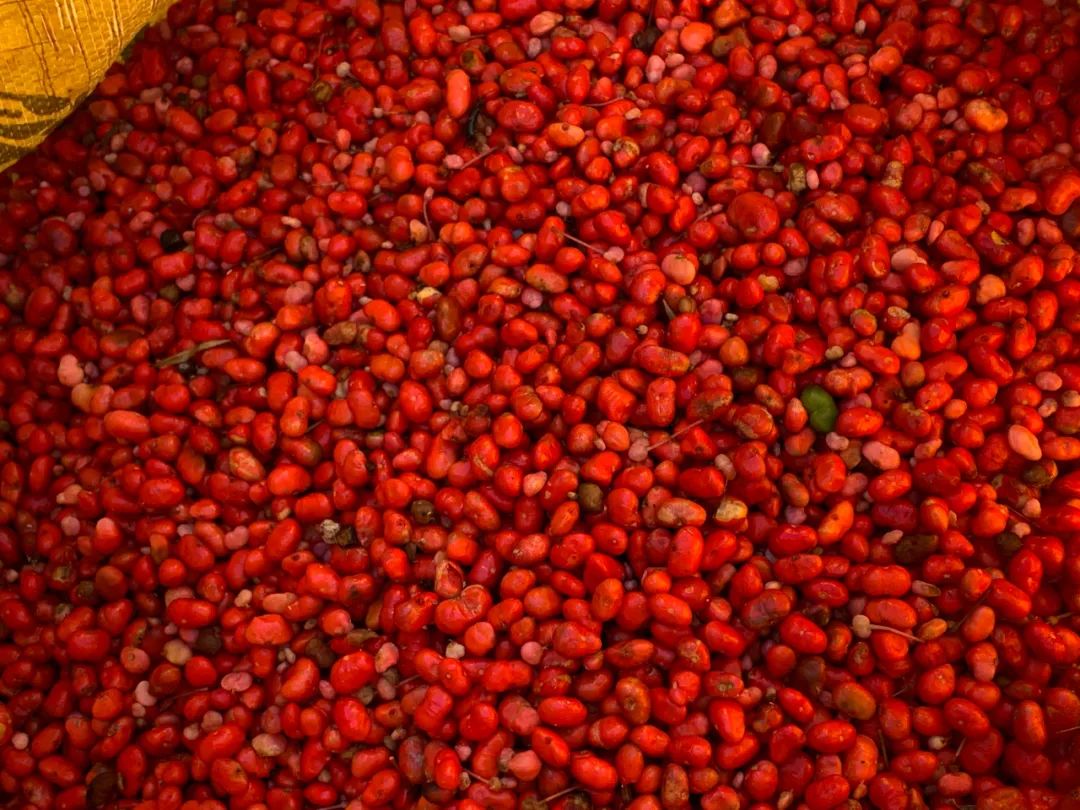 三七红籽上市，最高28至35元一斤！